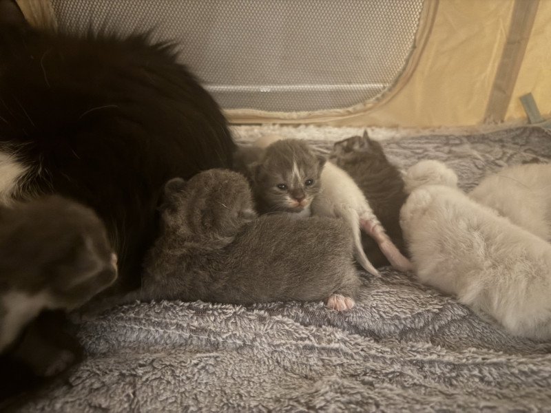 Adorable des Sibériens so Chic Mâle Sibérien