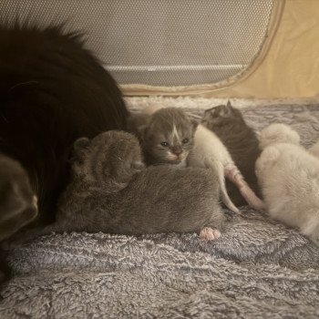 chaton Sibérien blue smoke & blanc Adorable des Sibériens so Chic Chatterie des Sibériens So Chic