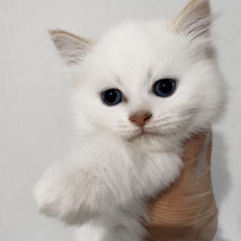 chaton Sibérien red silver tabby point & blanc Biscuit Chatterie des Sibériens So Chic