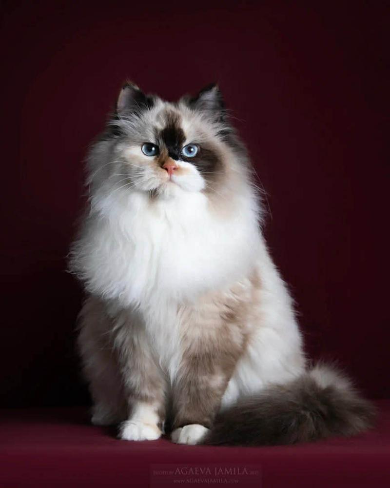 Charlotte Femelle Sibérien