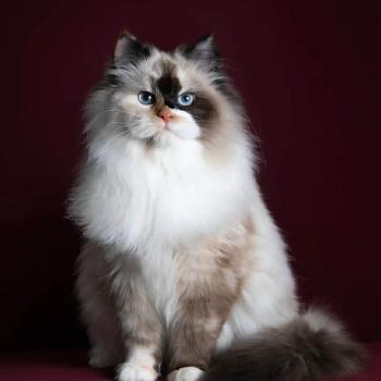 chat Sibérien seal tortie point & blanc Charlotte Belyi Lyon Chatterie des Sibériens So Chic