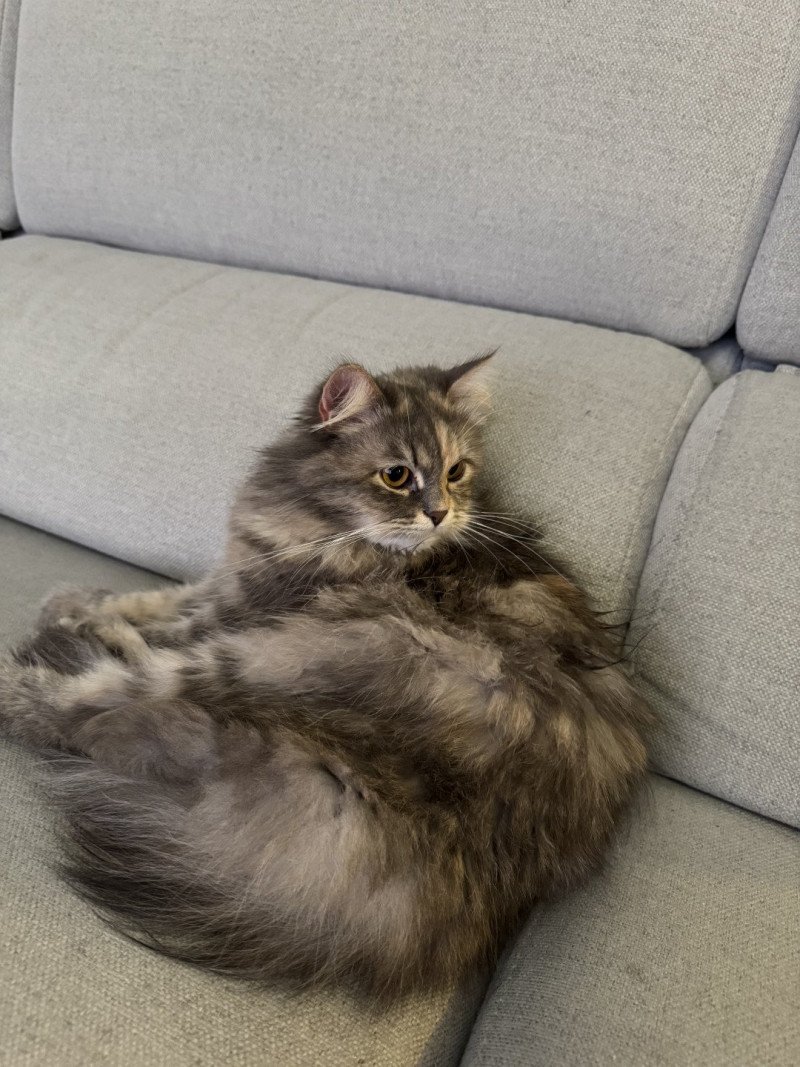 Fayna Siberian Sapphire Femelle Sibérien