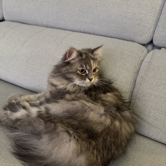 Fayna Siberian Sapphire Femelle Sibérien