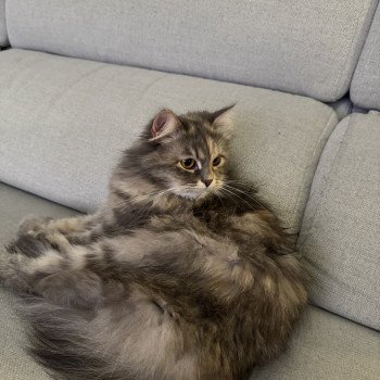 chat Sibérien blue tortie silver spotted tabby Fayna Siberian Sapphire Chatterie des Sibériens So Chic