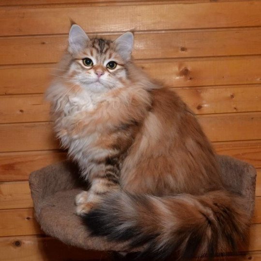 Tailsa Femelle Sibérien