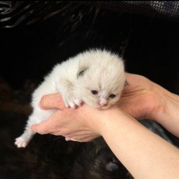 chaton Sibérien blue point & blanc V'Max Chatterie des Sibériens So Chic