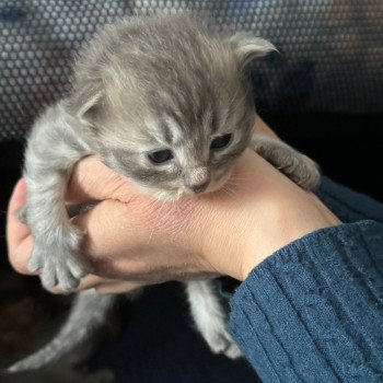 chaton Sibérien blue tabby Voltige Chatterie des Sibériens So Chic