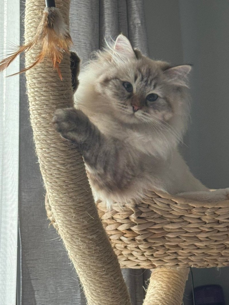 White Princess Jewel Aurora Femelle Sibérien