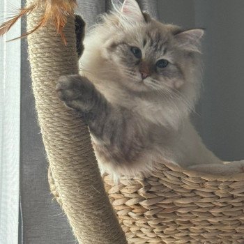 chat Sibérien seal tabby point White Princess Jewel Aurora Chatterie des Sibériens So Chic