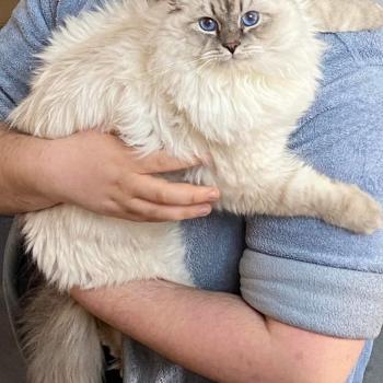 William Snejnaya Zima William Snejnaya Zima Mâle Sibérien