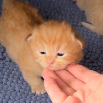 chaton Sibérien red tabby & blanc Woody Chatterie des Sibériens So Chic