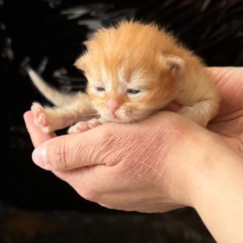 chaton Sibérien red tabby Zenko Chatterie des Sibériens So Chic